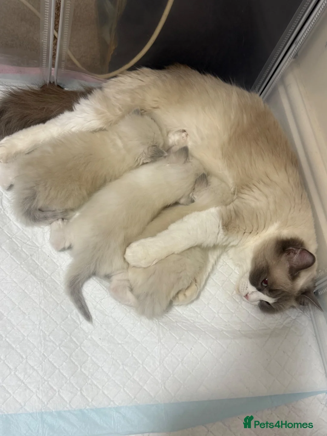 Ragdoll cats for sale: Purebreed Ragdoll kittens - Advert 4