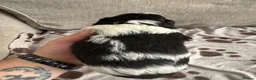 Mixed Breed dogs for sale: Springer-Poo puppies READY NOW. - Advert 32