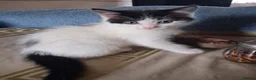 Ragdoll cats for sale: CUTE SOLID RAGDOLL KITTENS  - Advert 6
