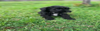 Schnoodle 4