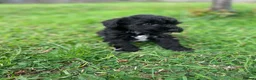 Schnoodle dogs for sale: 🐾 Adorable Schnoodle Puppies 🐾 - Advert 39