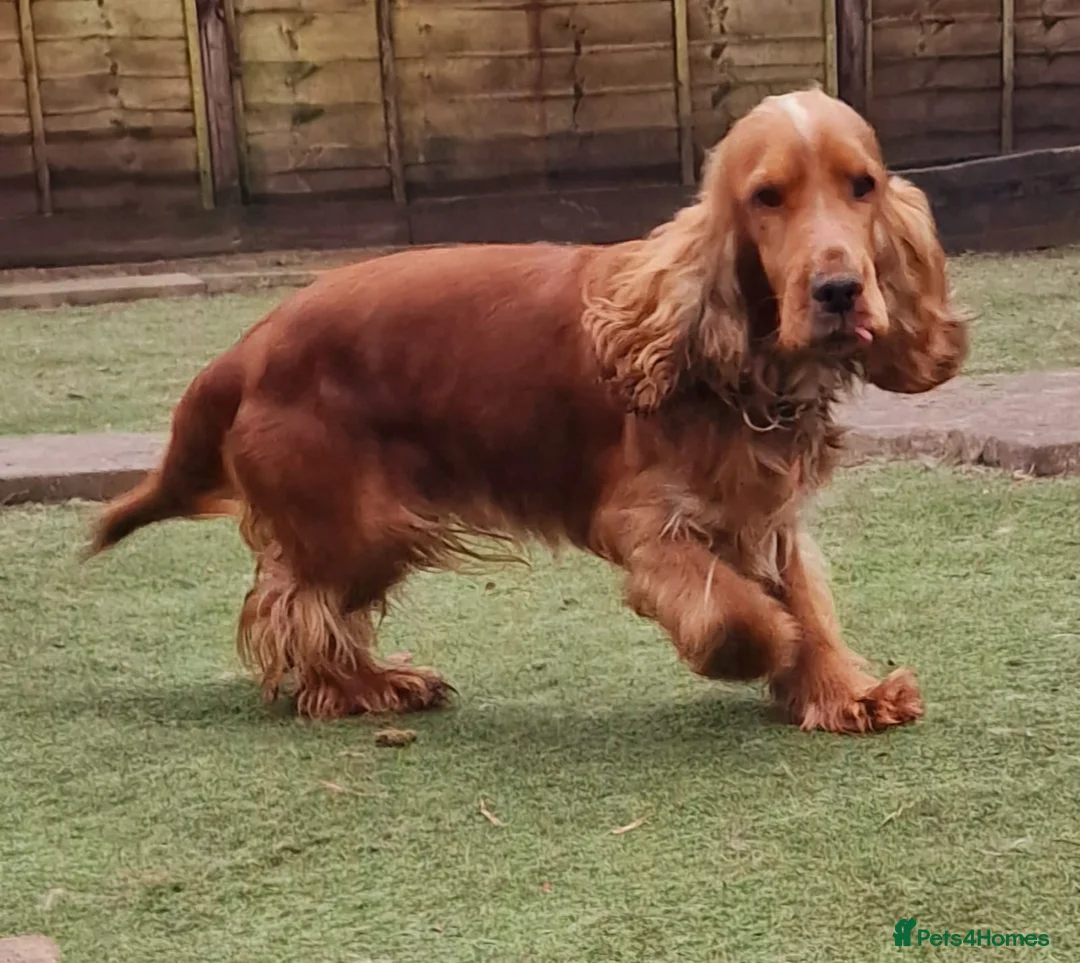 Cocker Spaniel dogs for stud: Stunning KC reg Show Cocker Spaniel for stud in Newport - Advert 8
