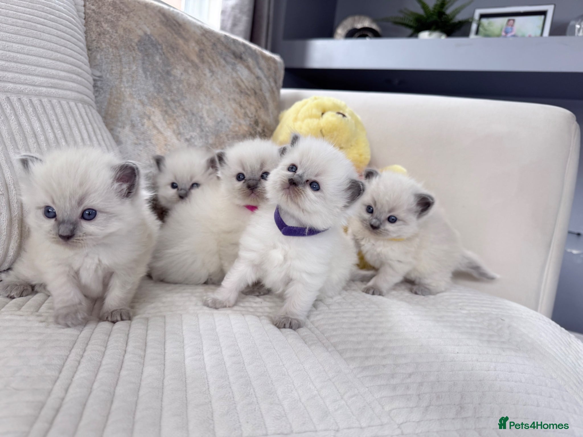 Ragdoll cats Blue Point Ragdoll Kittens for sale - Advert 14