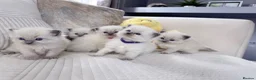 Ragdoll cats for sale: Blue Point Ragdoll Kittens for sale - Advert 20