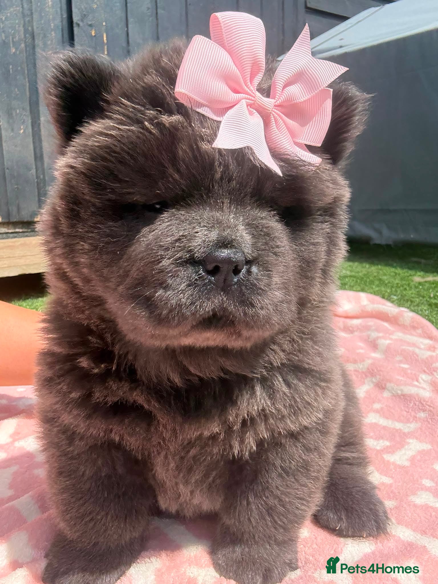 Chow Chow dogs 🐾🧸💙KC REGISTERED BLUE CHOW CHOW PUPPIES🐾🧸💙 - Advert 1