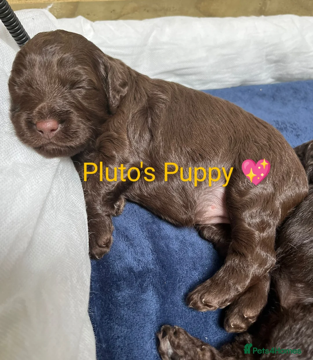 Miniature Poodle dogs for stud: *PROVEN* DNA Health Tested Chocolate Cockapoo STUD in Manchester - Advert 12