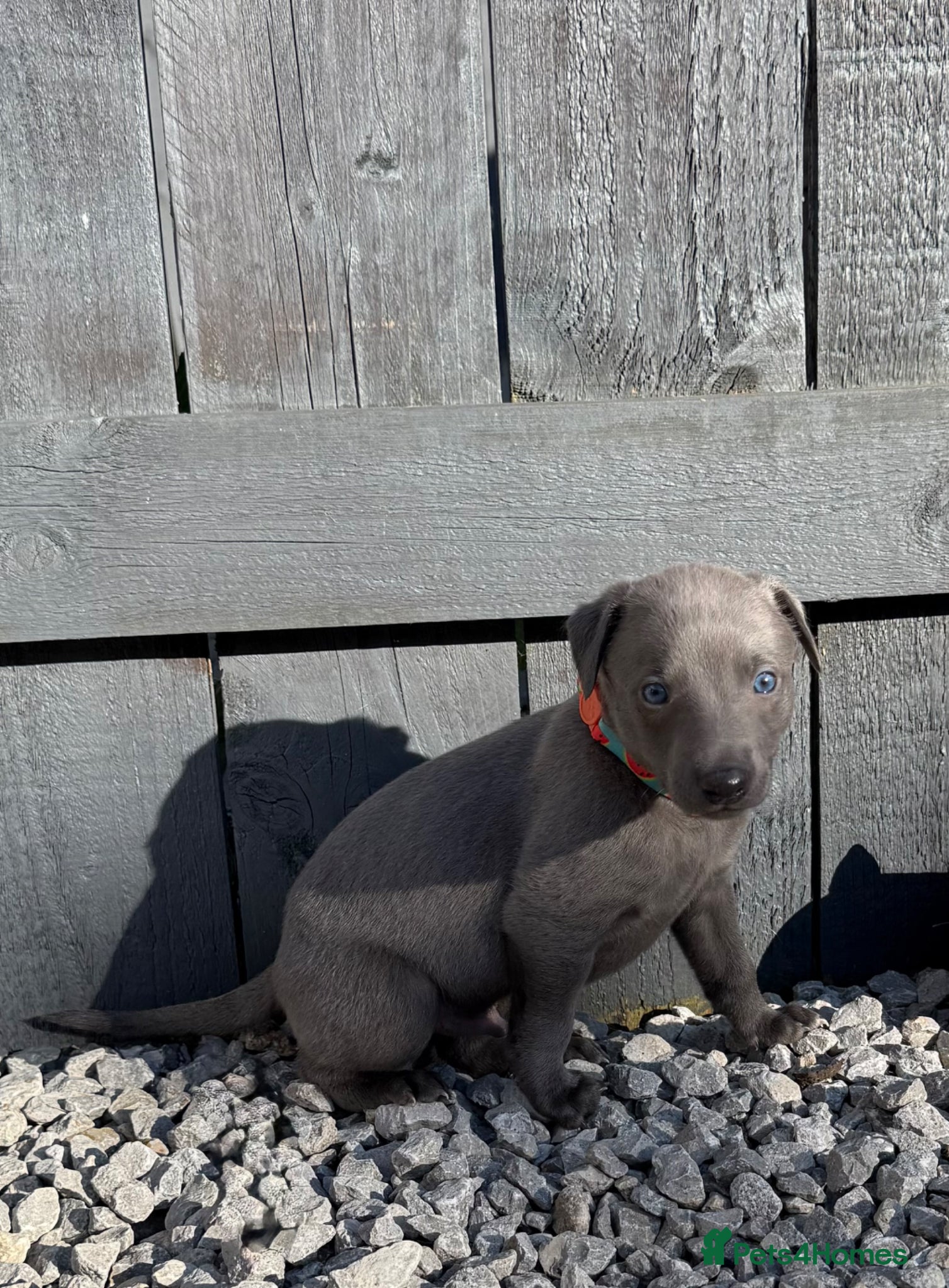 Whippet dogs QUALITY KC WHIPPET PUPPIES 🔵⚪️ - Advert 16