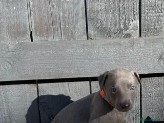 Whippet dogs QUALITY KC WHIPPET PUPPIES 🔵⚪️ - Advert 16