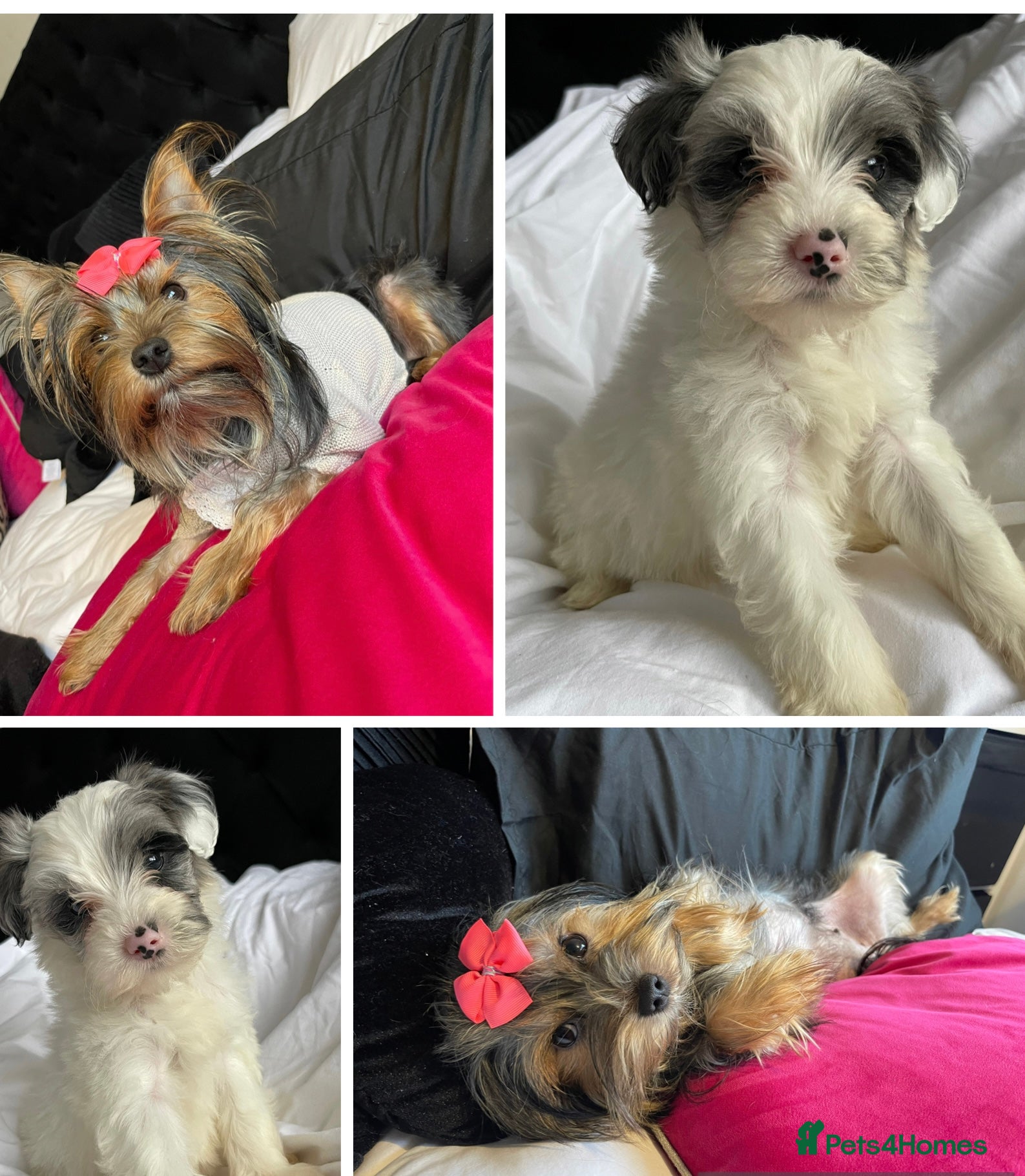 Yorkshire Terrier dogs Yorkshire terriers biewer  - Advert 3