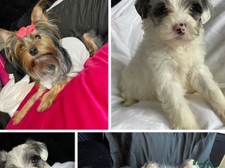 Yorkshire Terrier dogs Yorkshire terriers biewer - Advert 3