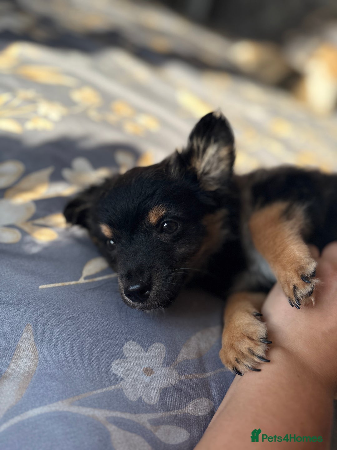 Chihuahua dogs for sale: Chihuahua x Italian volpino (4 puppies left ) 🏆 - Image 32