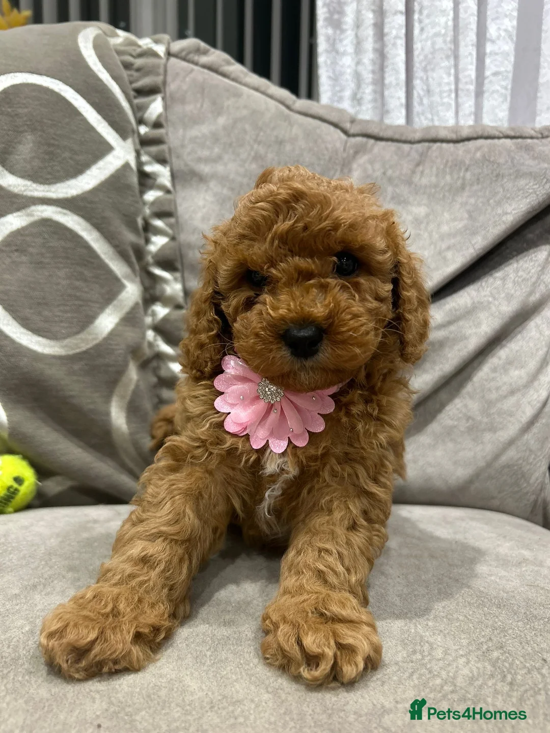 Cavapoo dogs for sale: F1b cavapoo puppies - Advert 14