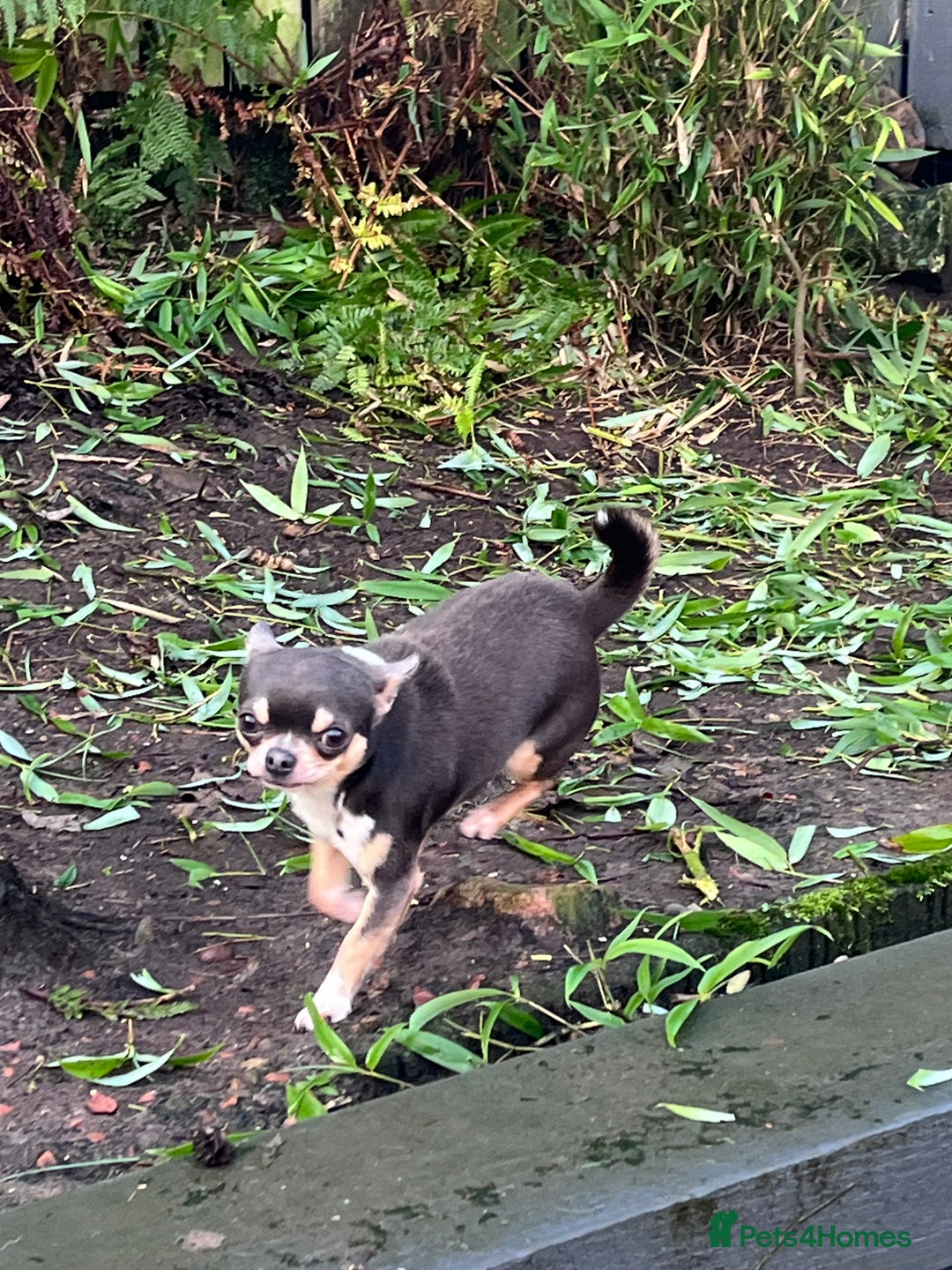 Chihuahua dogs for stud: Blue KC registered male for stud  - Advert 3