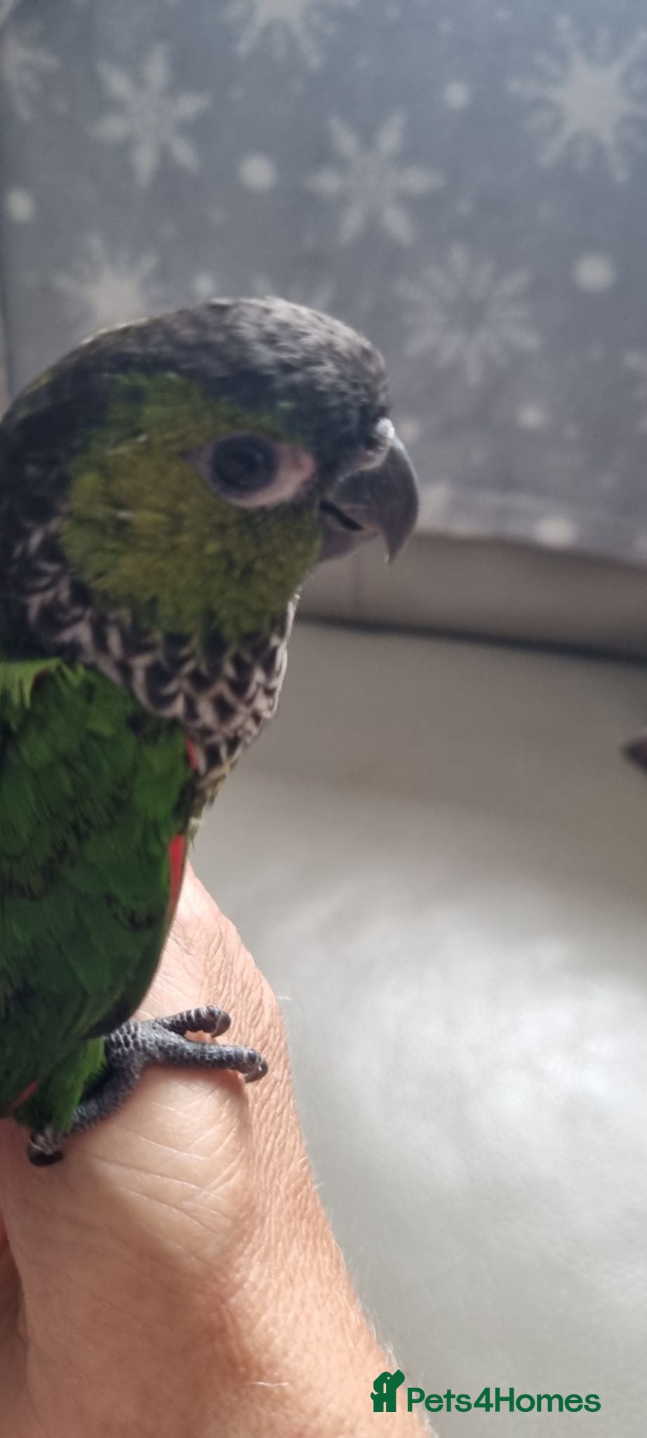 Conures birds Black Cap Conure.  - Advert 3
