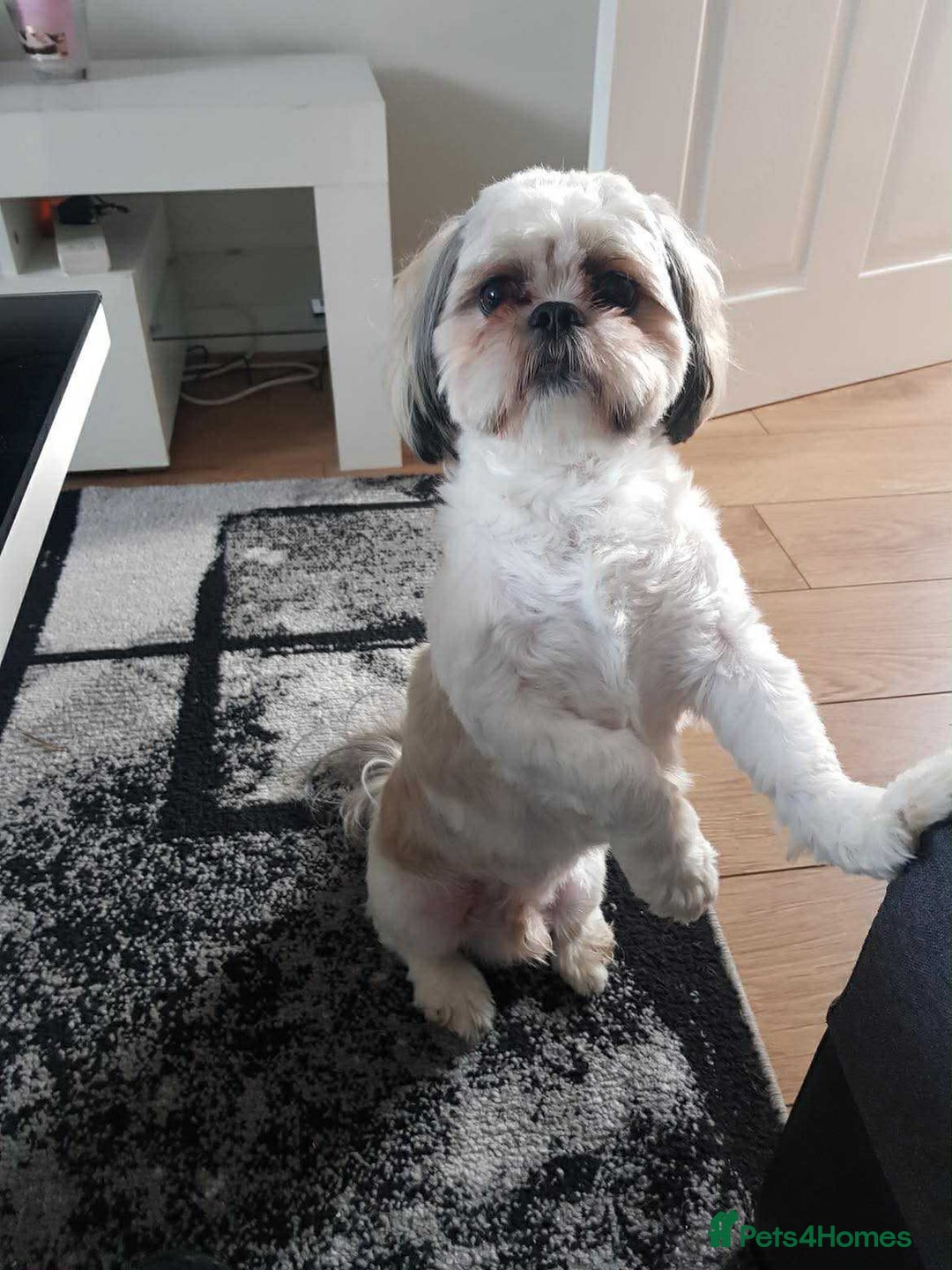 Shih Tzu dogs for sale: Shih tzu - Advert 5