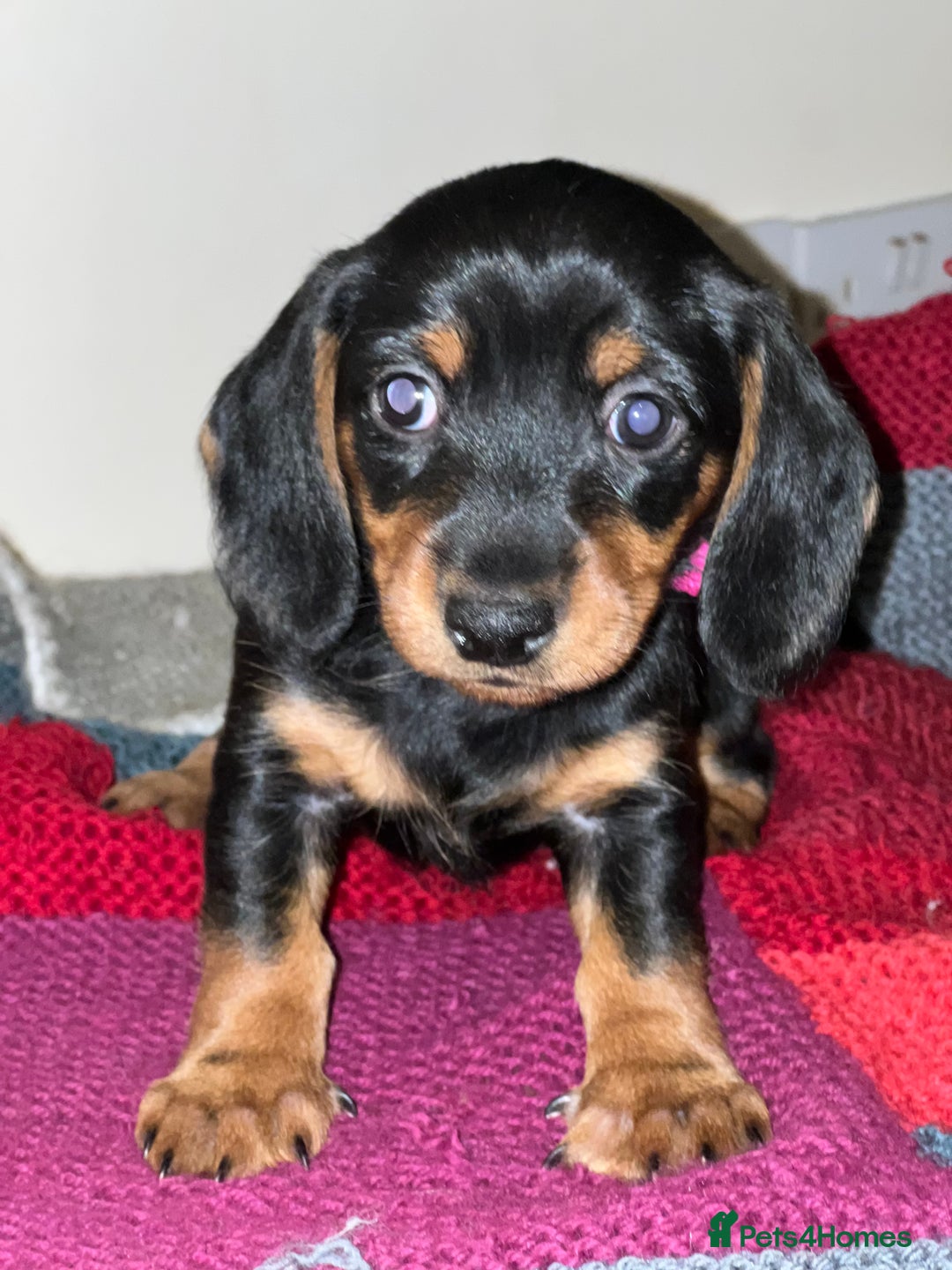 Dachshund dogs for sale: 4 pups for sale  - Advert 6