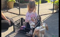 Cavalier King Charles Spaniel dogs for sale: Cavalier King Charles Spaniel  - Image 2