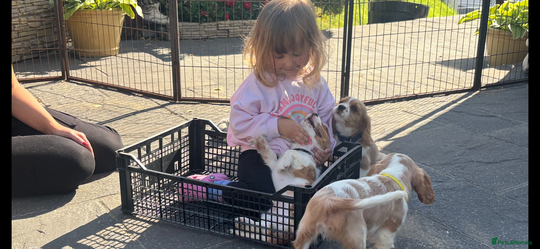 Cavalier King Charles Spaniel dogs for sale: Cavalier King Charles Spaniel  - Image 2