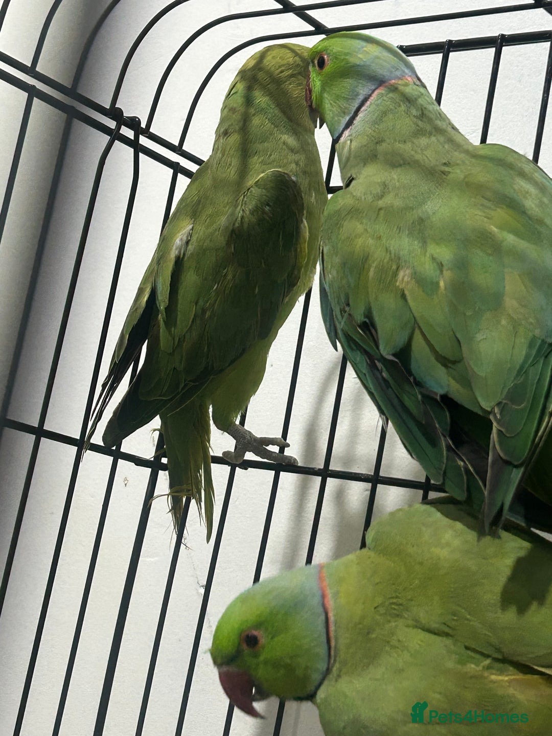Ringnecks birds for sale: Indian ring neck - Image 9