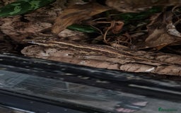 Gecko reptiles for sale:  Gargoyle Gecko - Image 3