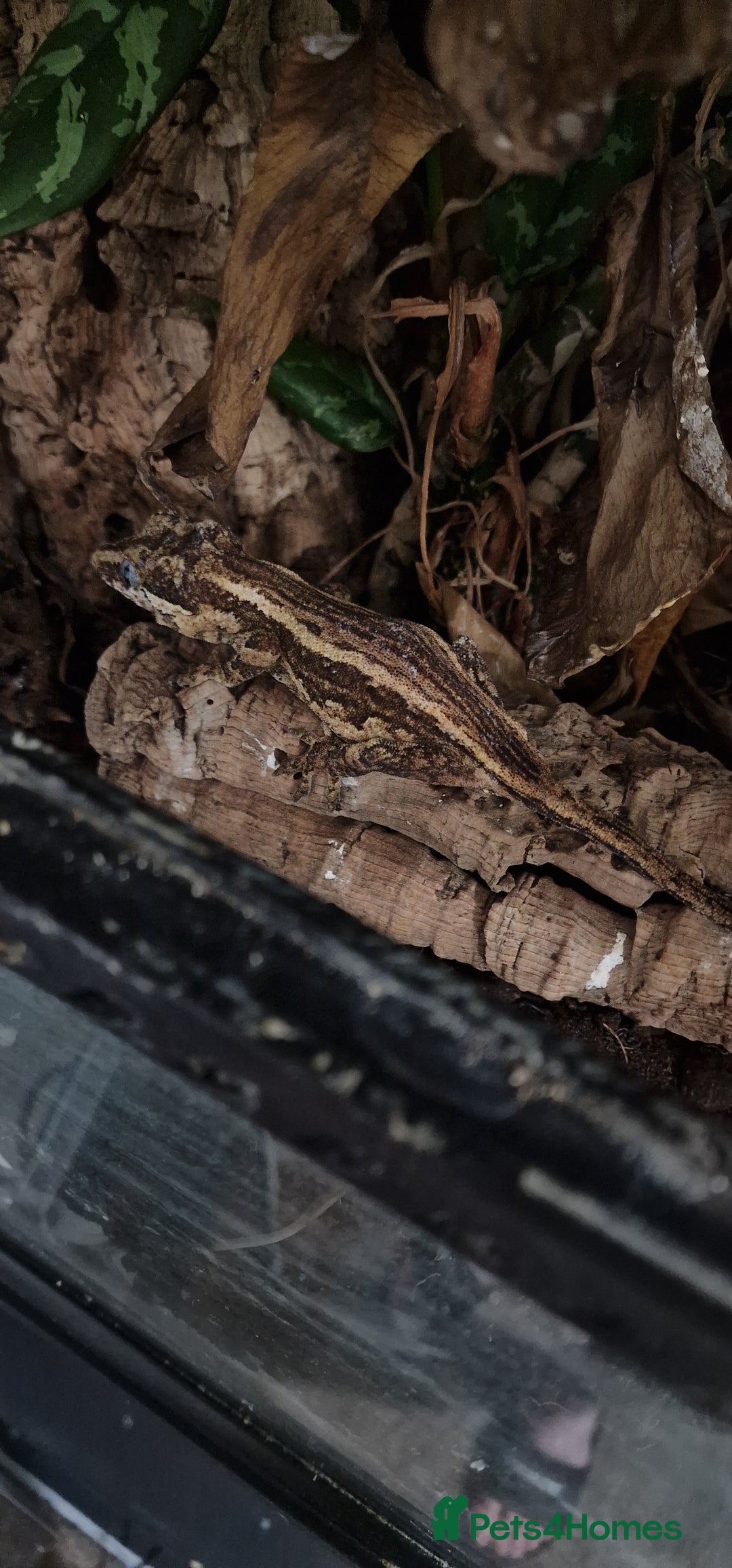 Gecko reptiles for sale:  Gargoyle Gecko - Image 3