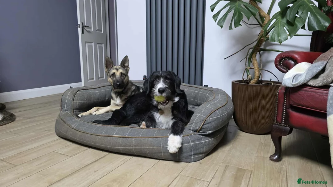 Mixed Breed dogs for adoption: DONNIE - Guardian breed experience required  - Advert 2