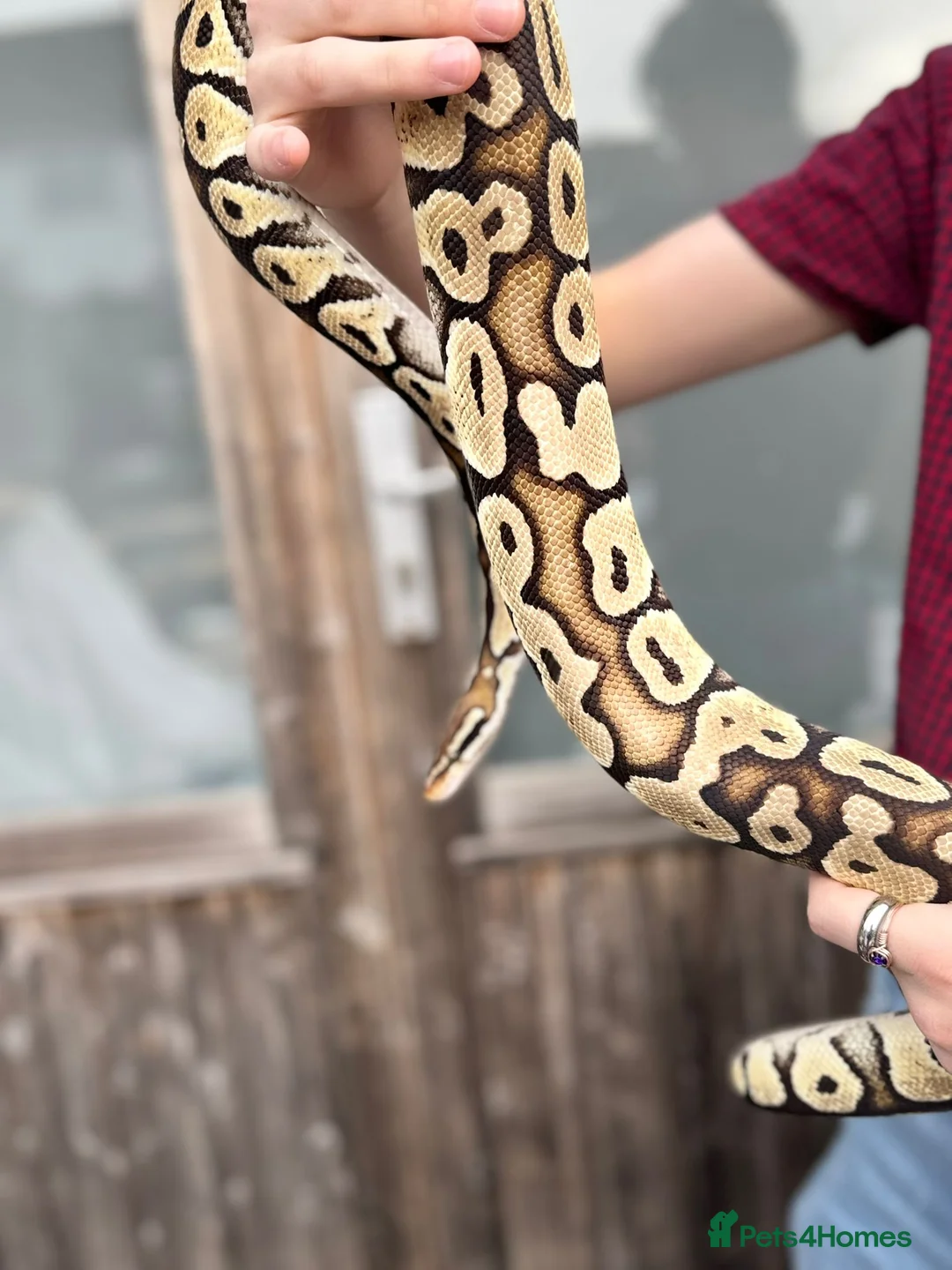 Python Snake reptiles for sale: Royal Ball Python with Viv - Advert 2