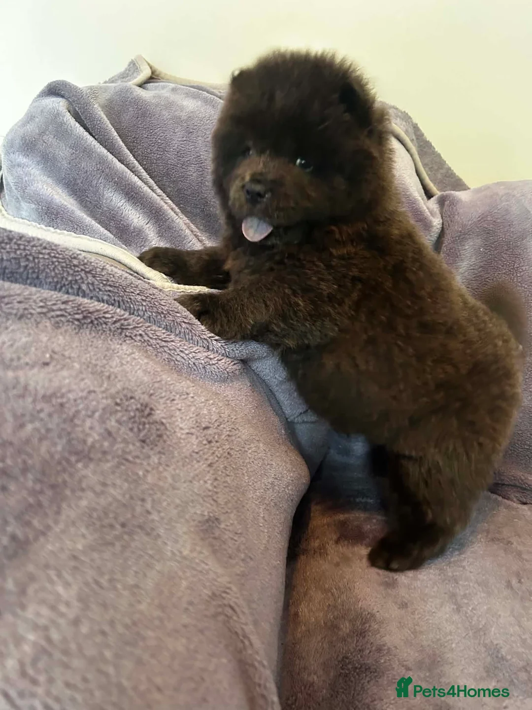 Chow Chow dogs for sale: Chow chow  in Doncaster - Advert 1