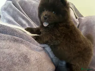 Chow Chow dogs Chow chow - Advert 1