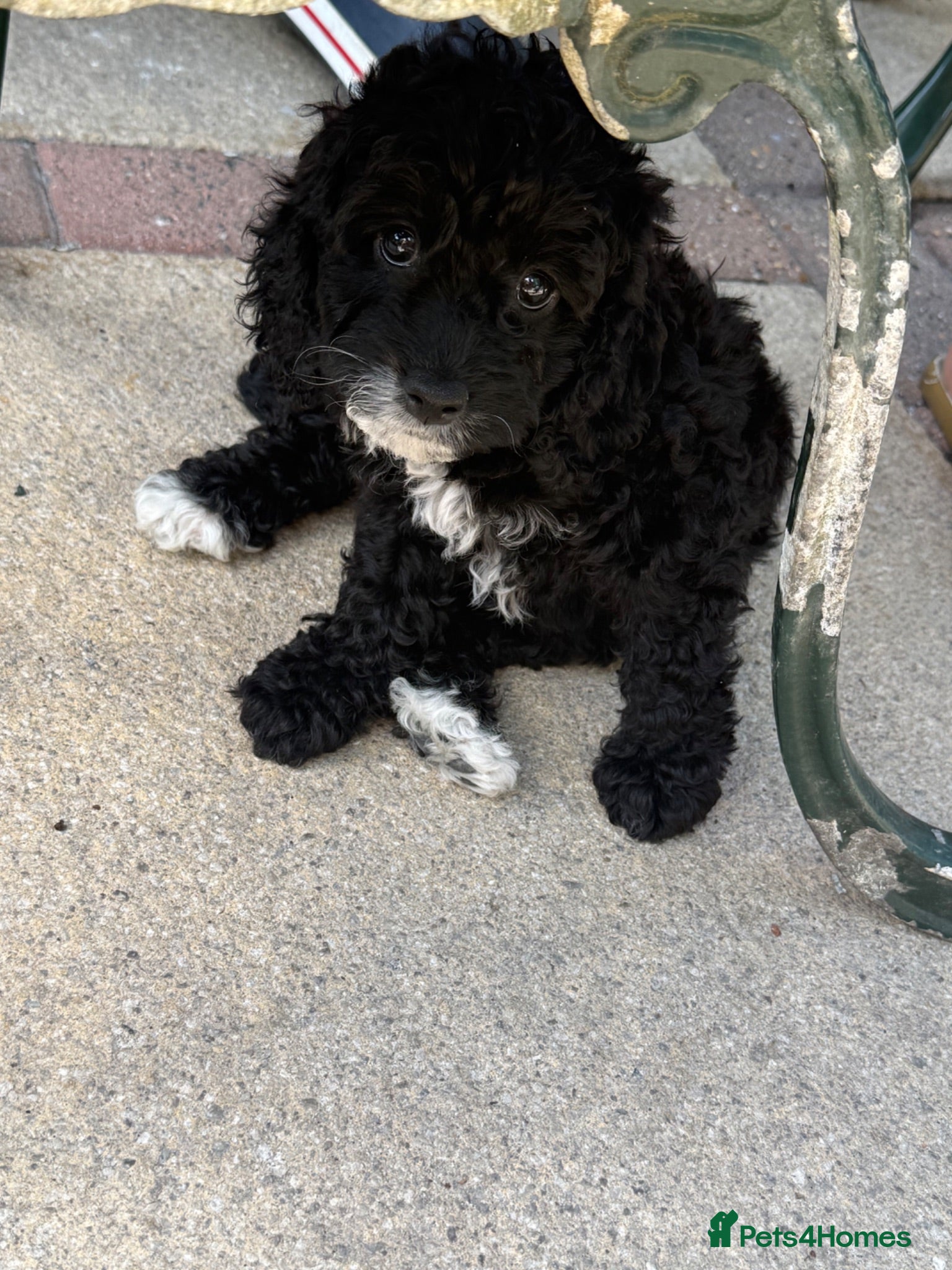Cockapoo dogs Beautiful f2 cockapoo puppies for sale  - Advert 4