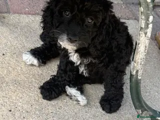 Cockapoo dogs Beautiful f2 cockapoo puppies for sale - Advert 4