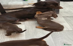 Miniature Dachshund dogs for sale: Gorgeous minix dachshund puppies ready now! - Image 11