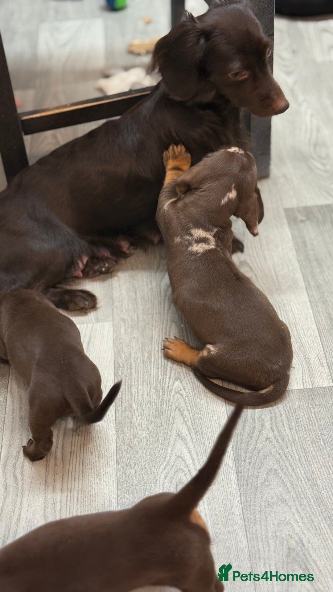 Miniature Dachshund dogs for sale: Gorgeous minix dachshund puppies ready now! - Image 11