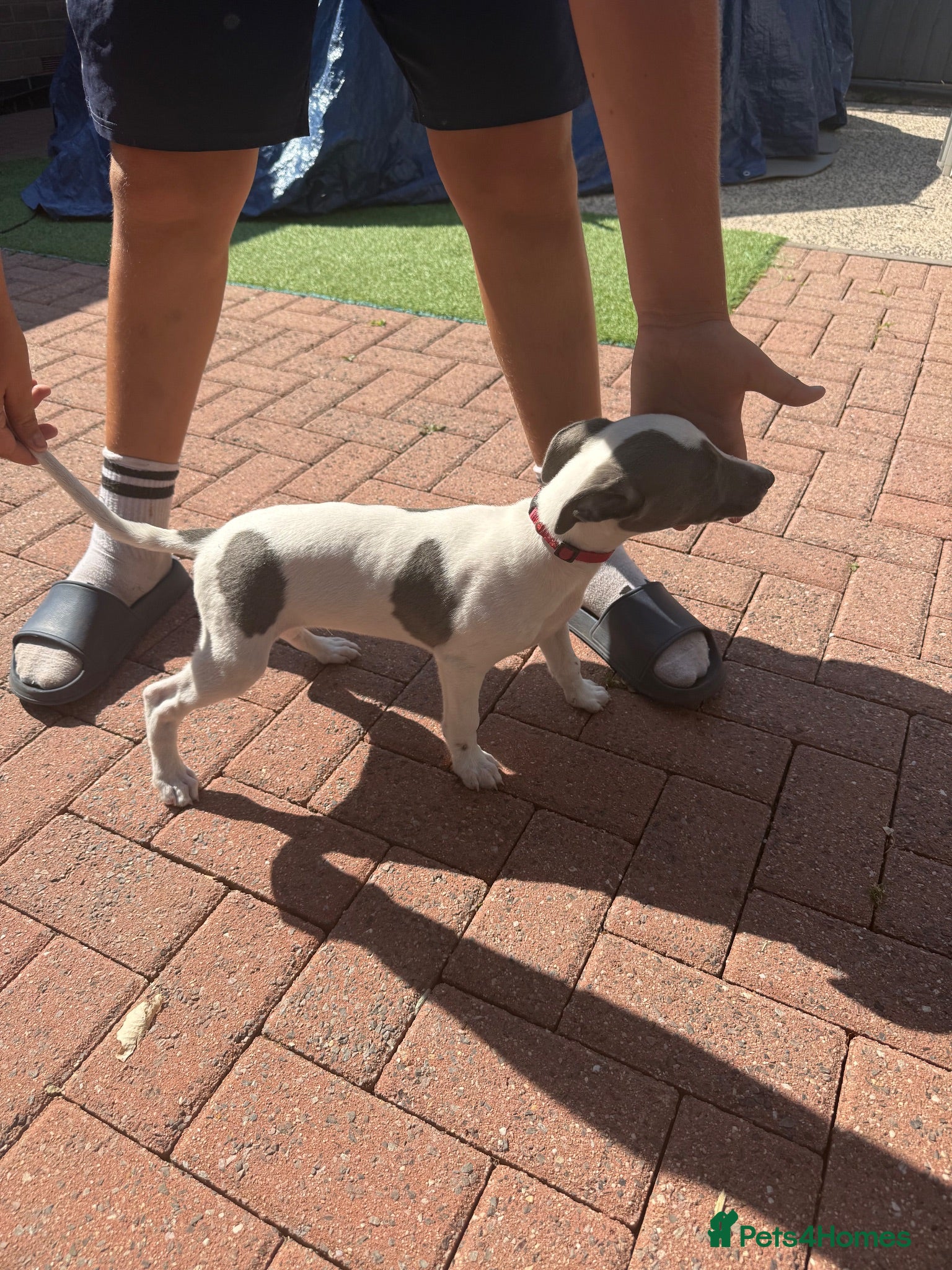 Whippet dogs Whippet puppies  - Advert 1