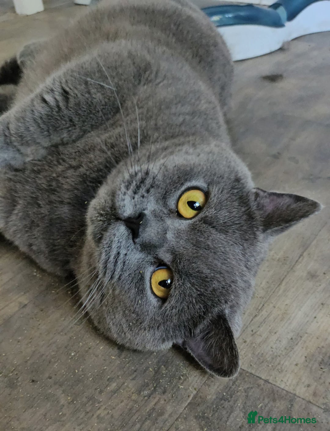 British Shorthair cats for sale: 🐾Pedigree British Shorthair Kittens – GCCF REG🐾 - Image 18