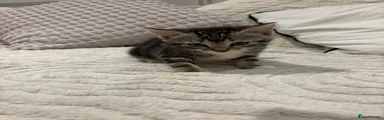 Mixed Breed Kitten 1