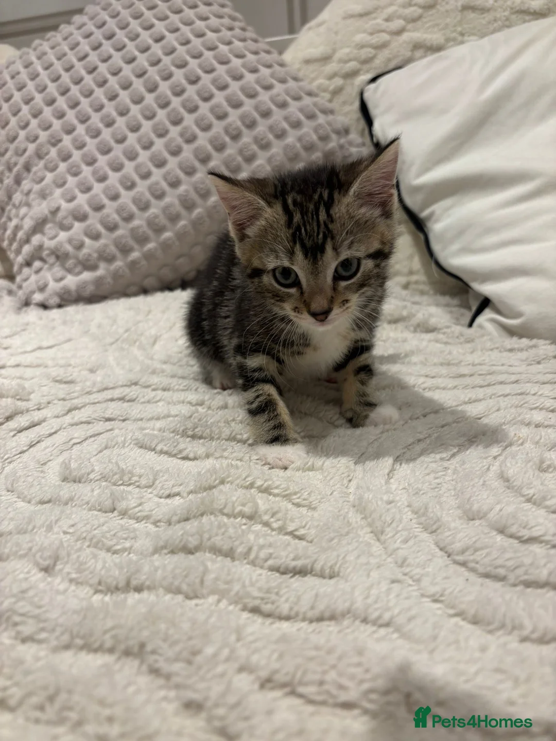 Mixed Breed cats for sale: Kittens 2 girls 1 boy for sale 8 weeks on Thursday in Birmingham - Advert 2