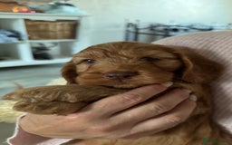 Cockapoo dogs for sale: Beautiful f1b puppies for sale  - Image 6