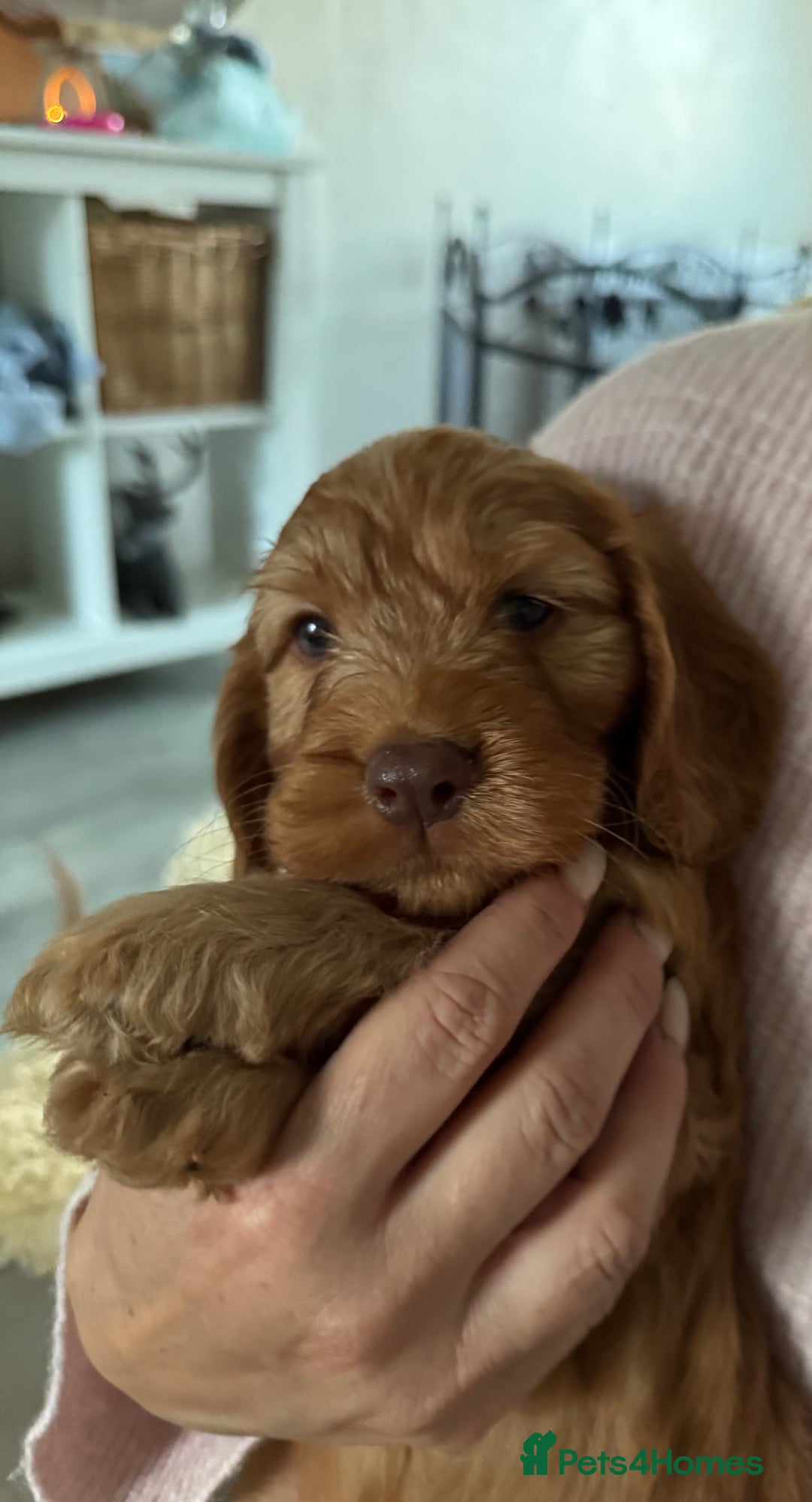 Cockapoo dogs for sale: Beautiful f1b puppies for sale  - Image 6