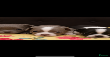 Chihuahua dogs - Advert 12
