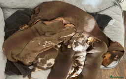 Miniature Dachshund dogs for sale: Miniature Dachshund Pups Looking for Loving Homes - Image 9