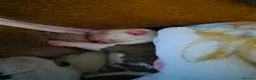 English Bulldog dogs for sale: Bulldog puppys in Sunderland - Advert 3