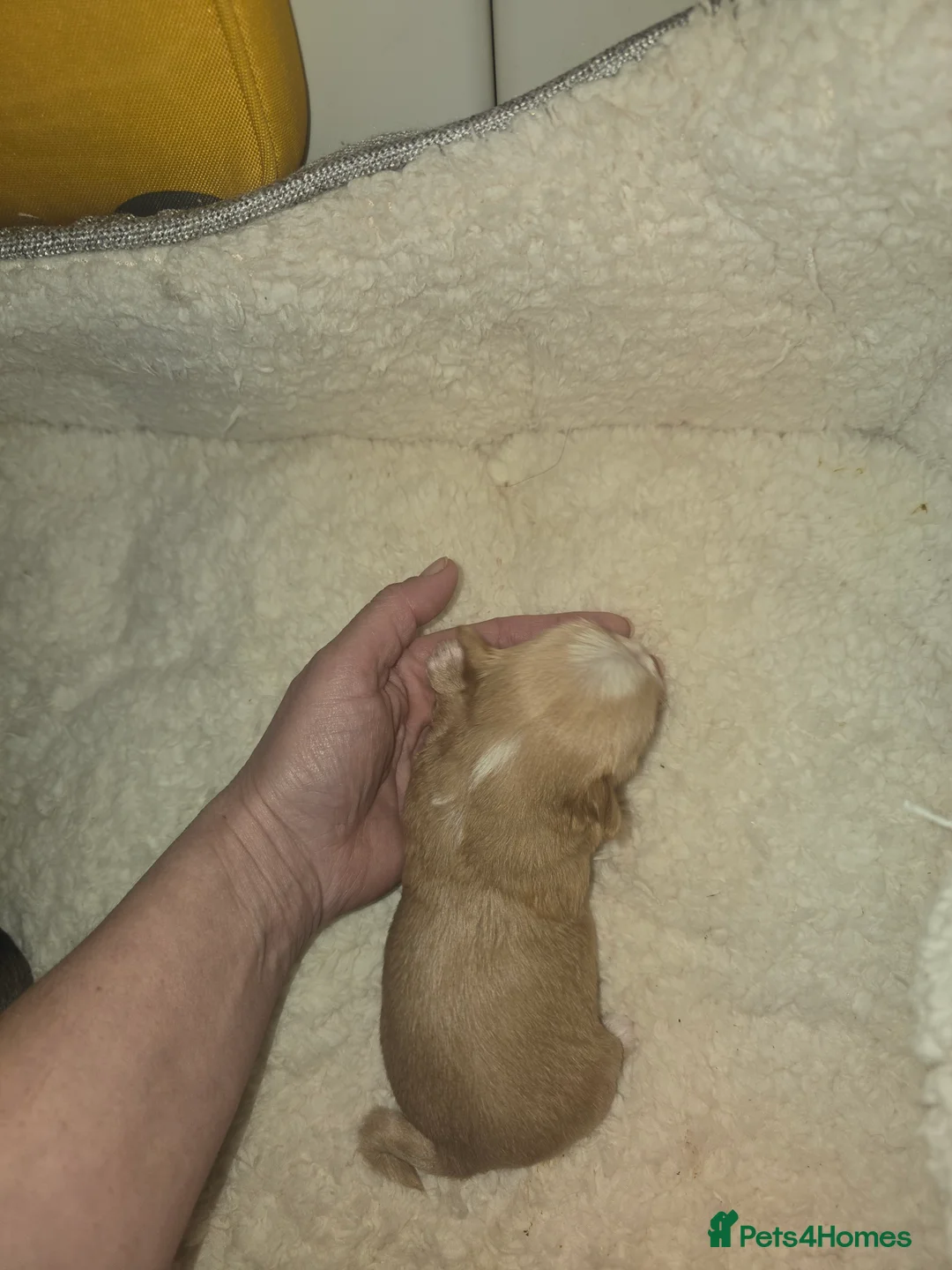 Yorkshire Terrier dogs for sale: wonderful puppies yorkshire terrier - Advert 14