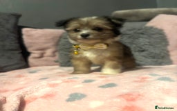 Mixed Breed dogs for sale: Lhasa apso x chorkie  - Image 7