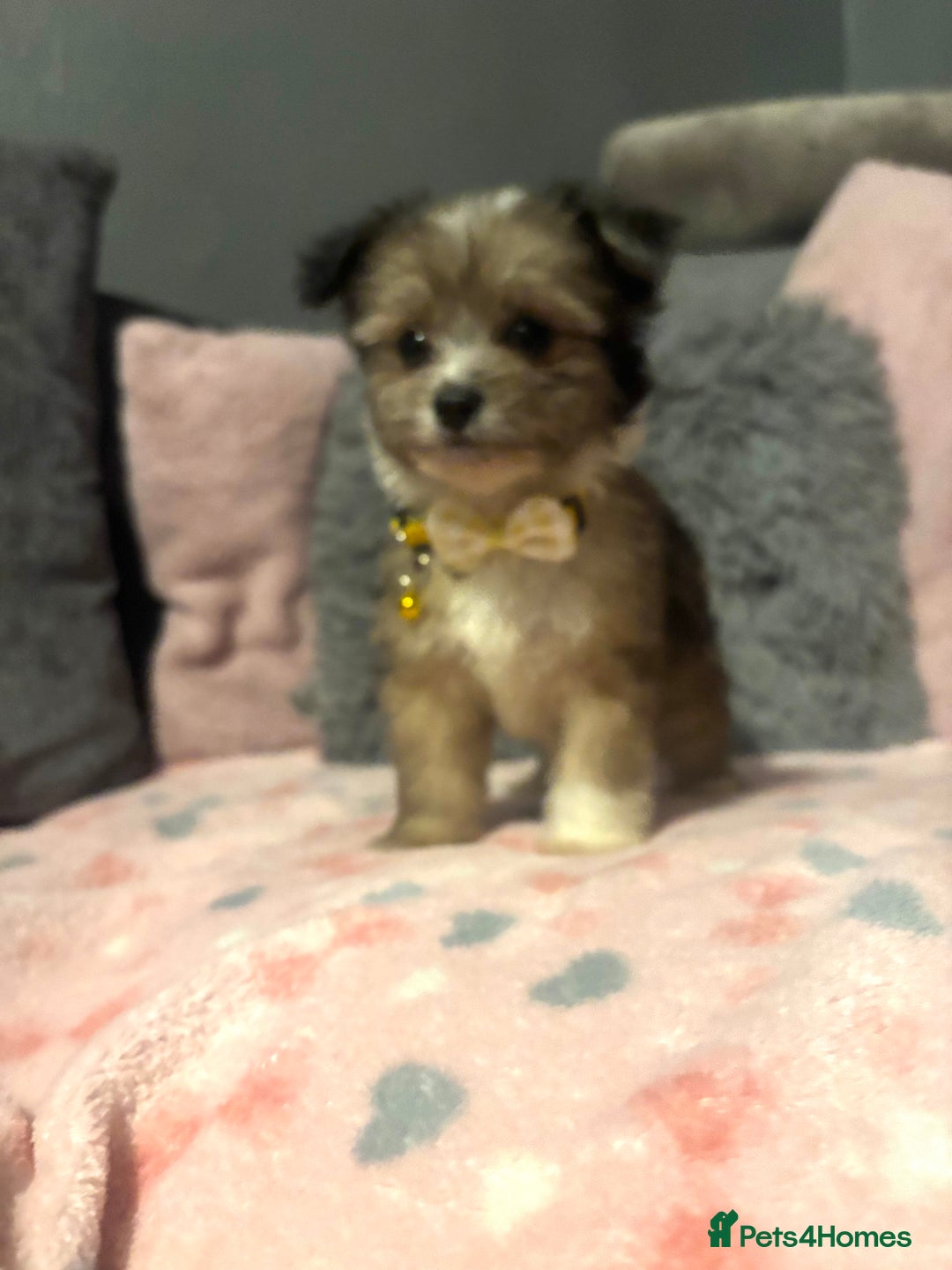 Mixed Breed dogs for sale: Lhasa apso x chorkie  - Image 7