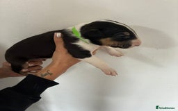English Bull Terrier dogs for sale: English Bull Terrier puppies🐾KC Registered  - Image 13