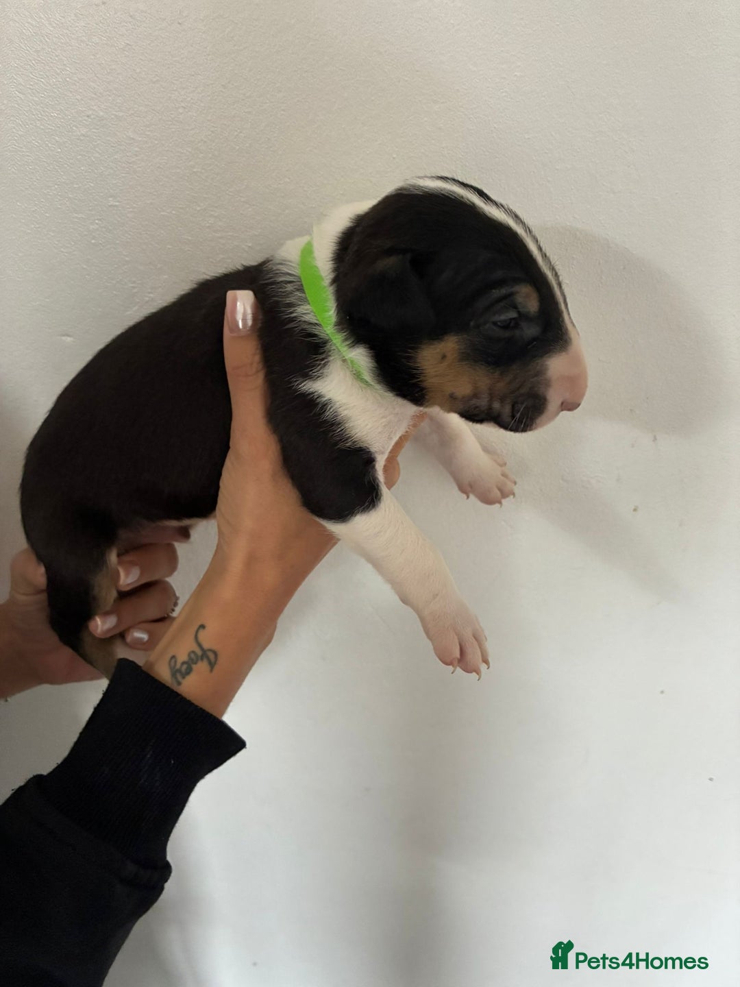 English Bull Terrier dogs for sale: English Bull Terrier puppies🐾KC Registered  - Image 13