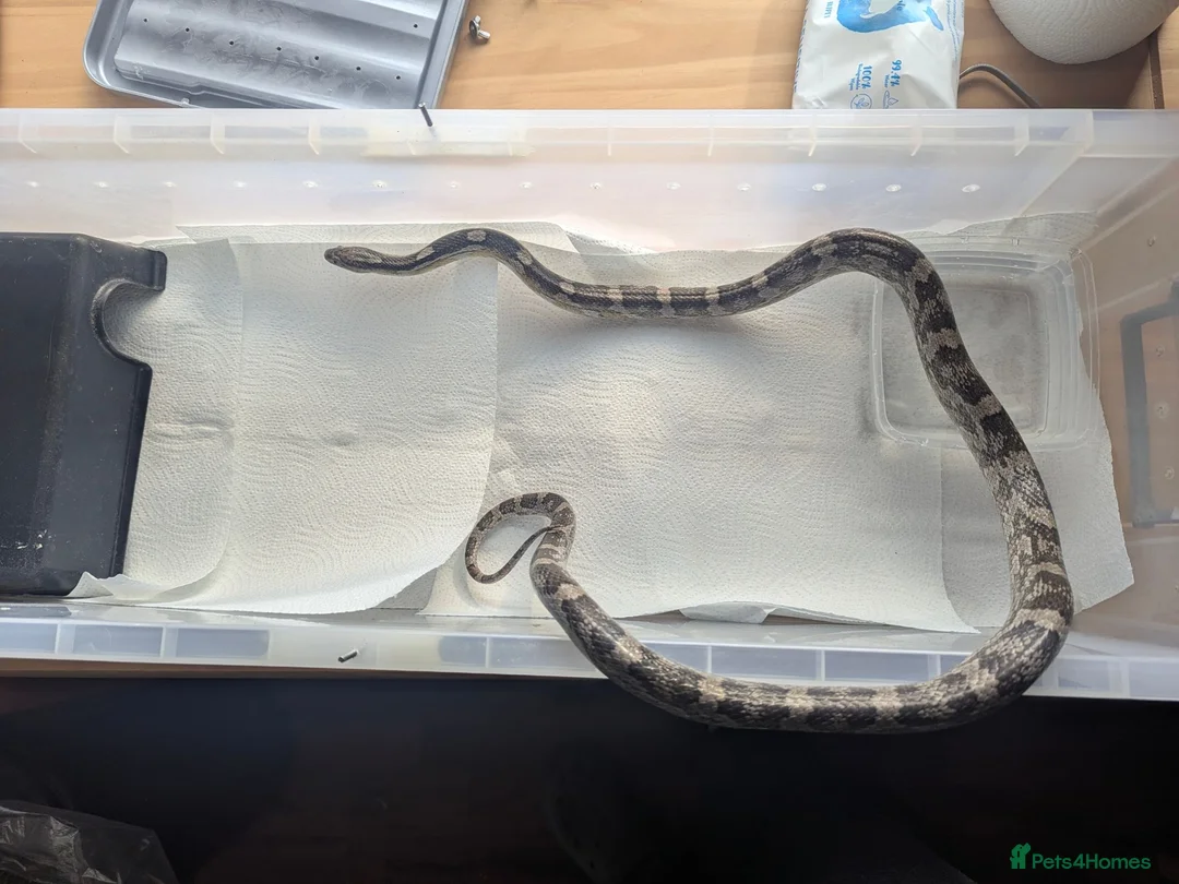 Corn Snake reptiles for sale: Free to good home. - Advert 2