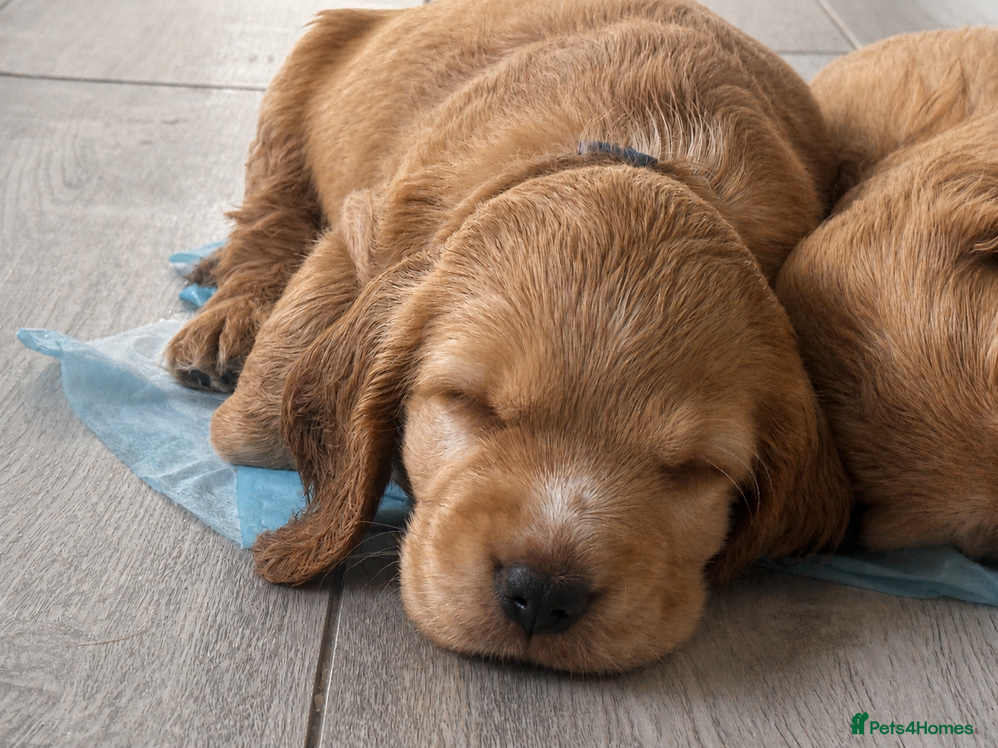 Cocker Spaniel dogs Final 3 KC Golden Show Cocker Spaniel Boy Puppies - Advert 2