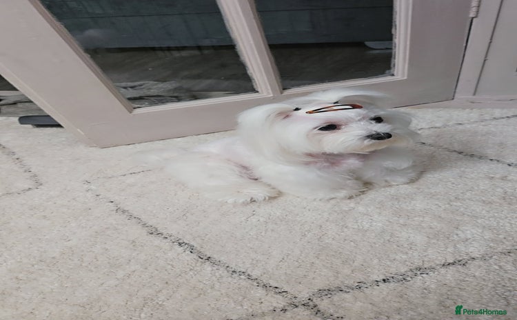 Maltese dogs - Advert 3